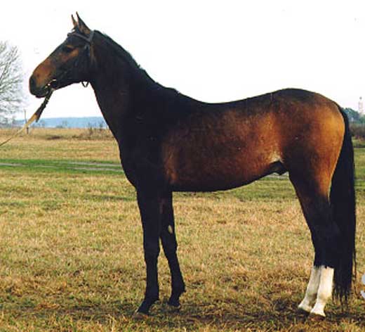 Russian Race Horse